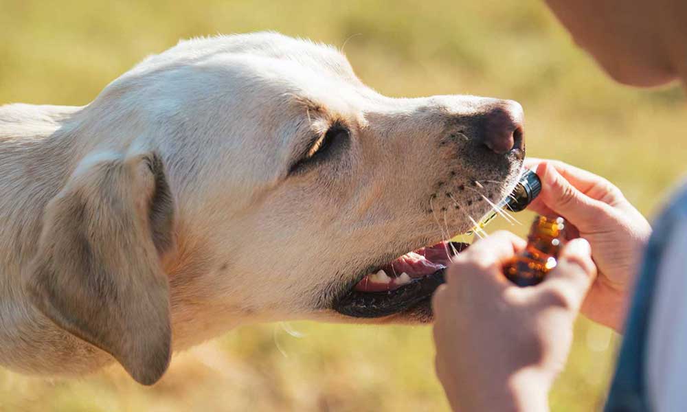 CBD Oil for Dogs: Benefits & Uses in Australia by PetWell